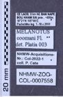 Etiketten zu Melanotus coomani (NHMW-ZOO-COL-0007558)